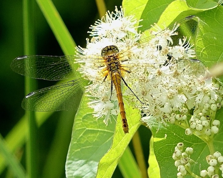ruddy darter